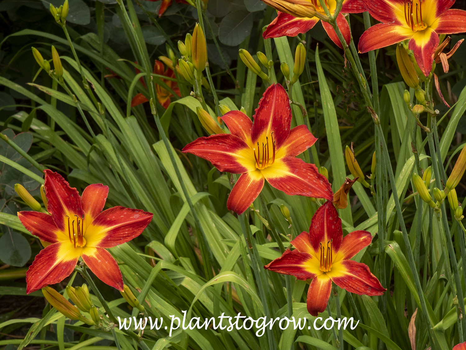 Daylily 'Baltimore Oriole'
26 inches tall
6', orange self blooms
mid to late season
tetraploid, dormant
Griesbach-Klehm, 1979